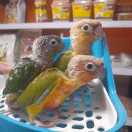 طوطی گرینچیک های سرلاکی و نرمخور