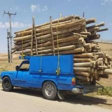 خرید انواع چوب تر و خشک