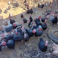 بوقلمون طبیعی