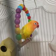 کوتوله برزیلی ماده بالغ