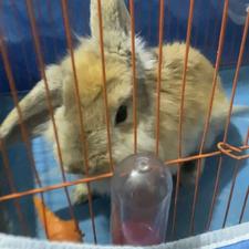 فروش خرگوش لپ