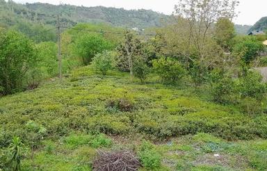 2254 متر خانه ویلایی به همراه زمین مسکونی