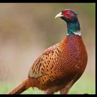 یه دونه قرقاول نر