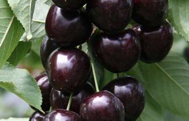 مازندران زمین باغی زیر قیمت منطقه آزاد نیاز مالی فوری