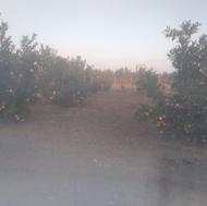 پرتقال خونی