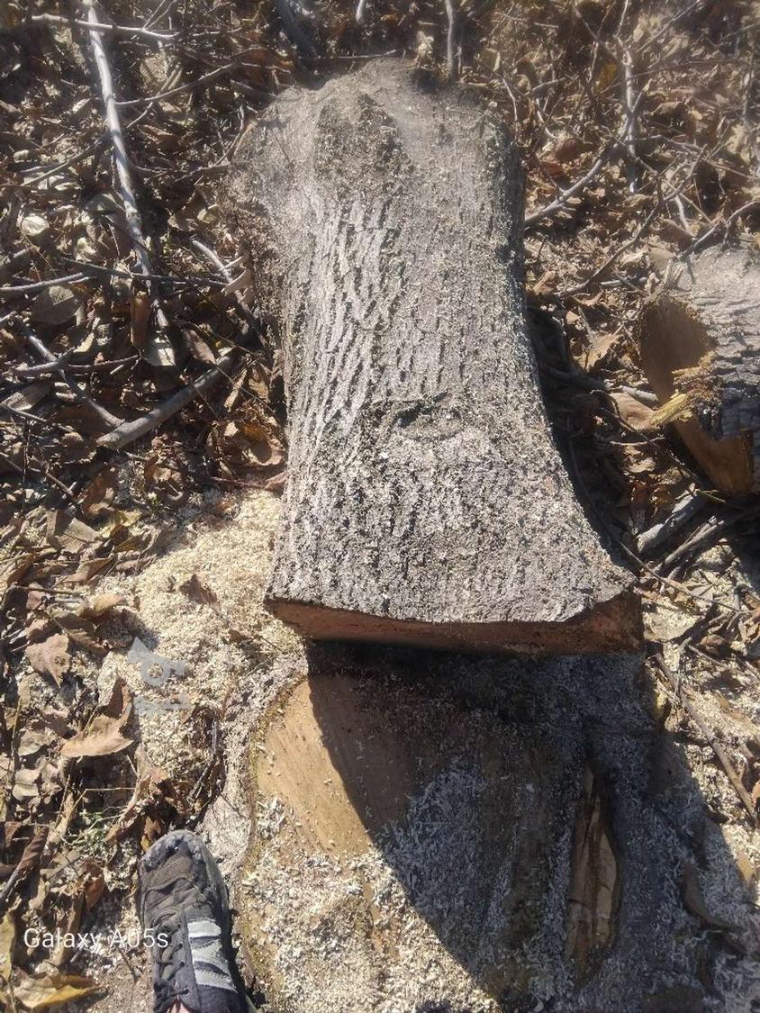 خرید چوب باغی چوب خشک تیر سقفی آتیشی