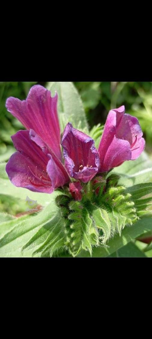 بذر و بوته گل گاوزبان