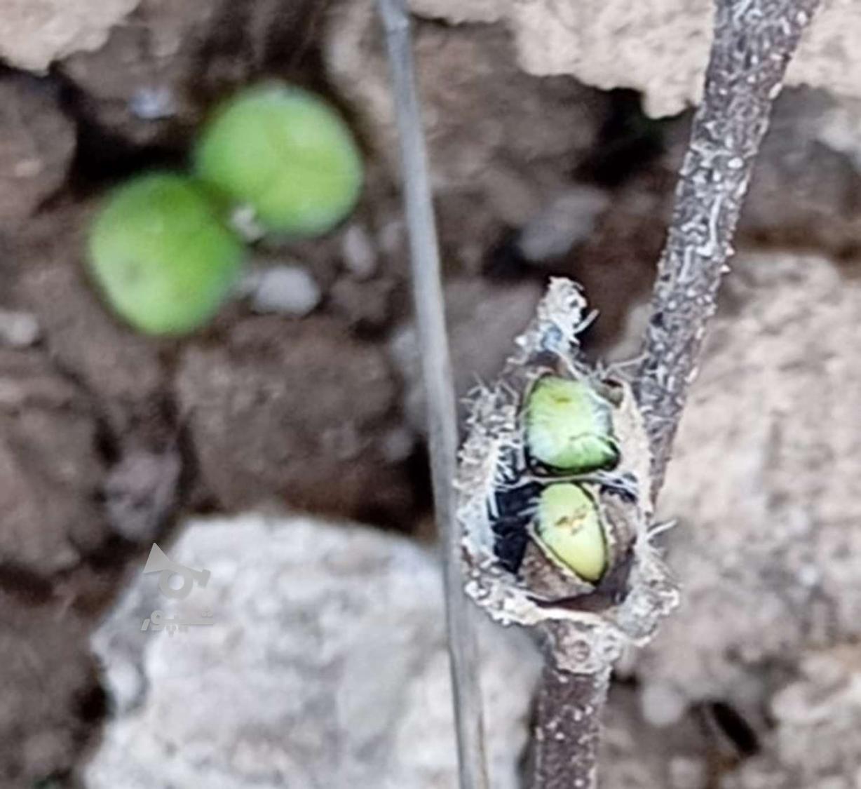 بذر و بوته گل گاوزبان