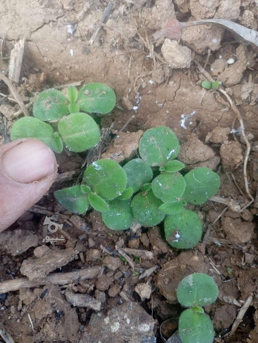 بذر و بوته گل گاوزبان