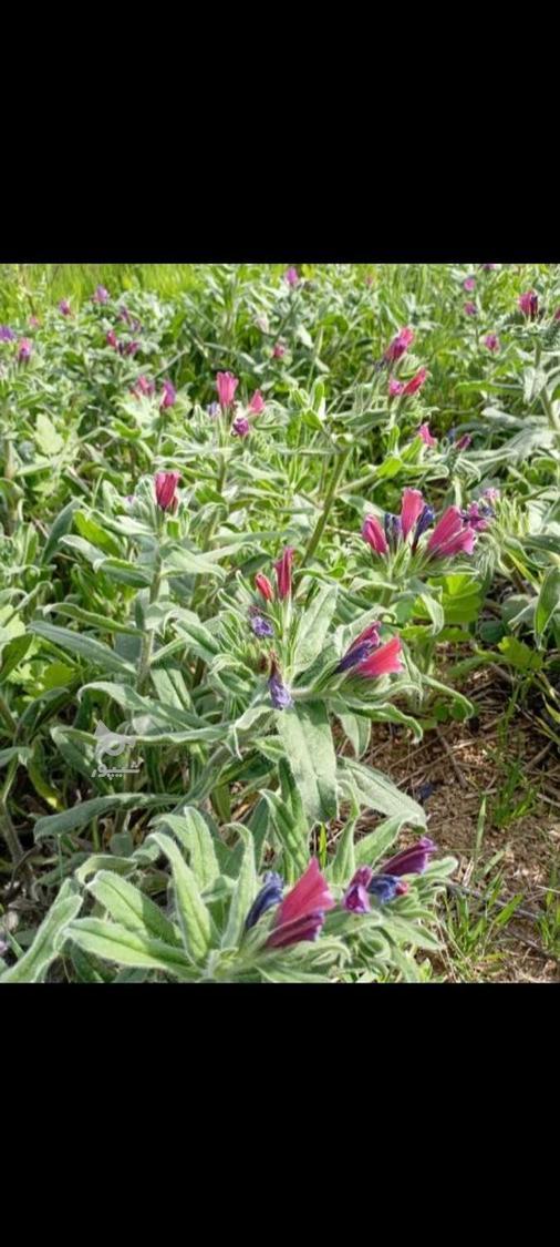 بذر و بوته گل گاوزبان