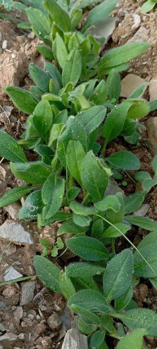 بذر و بوته گل گاوزبان