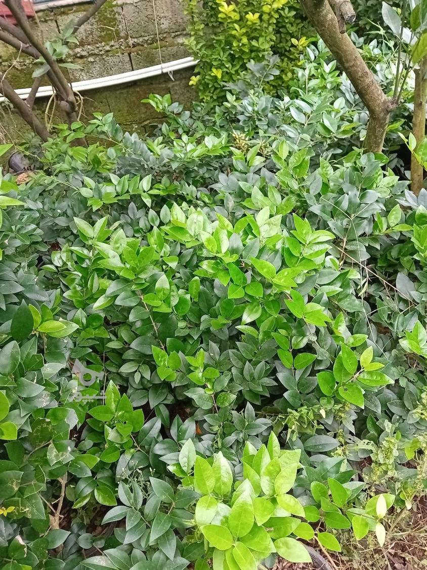 یاس گلدان سه ریشه پر (فروش فوری )