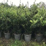 یاس هلندی سطل 10 و12