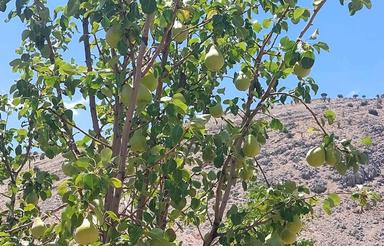 فروش 3000 متر زمین باغ یاسوج