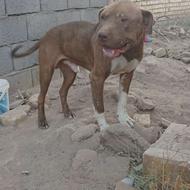 پیتبول نر دوساله واگذاری