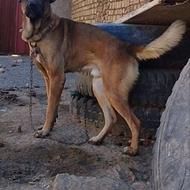 واگذاری سگ سرابی اصیل