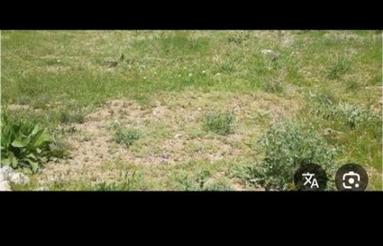 فروش زمین کشاورزی 500متری گورک خیش اشکن