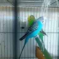 مرغ عشق هلندی فوقالعاده اهلی