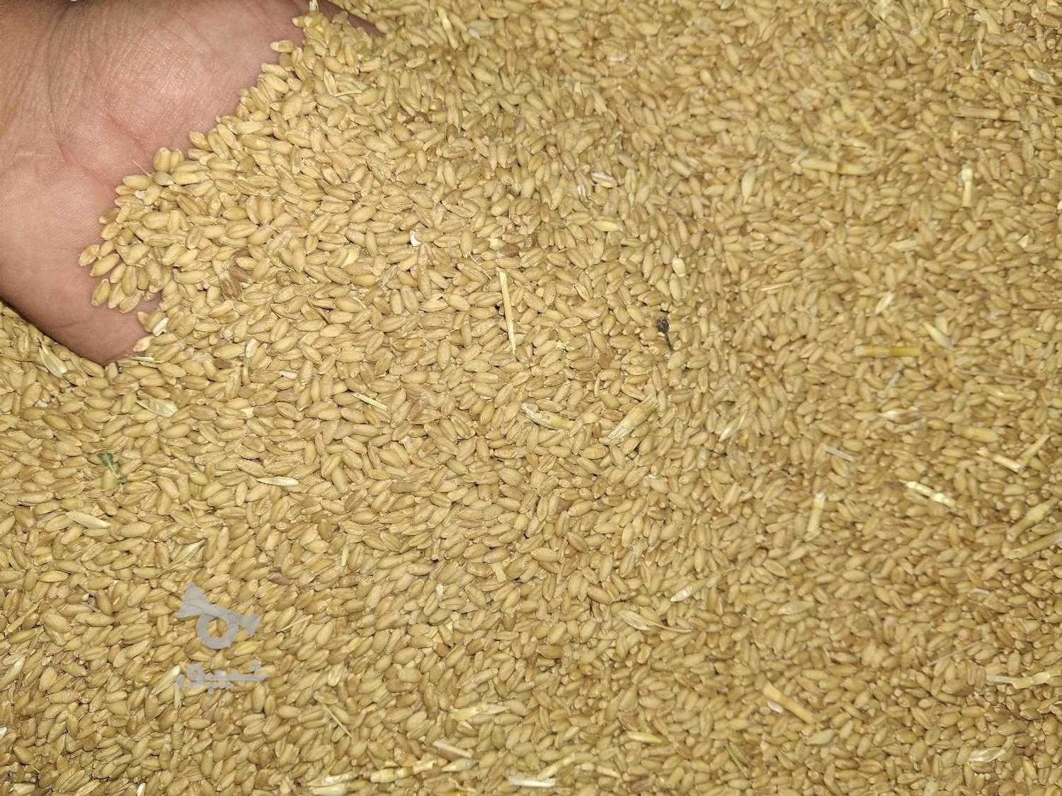 گندم کوهدشت