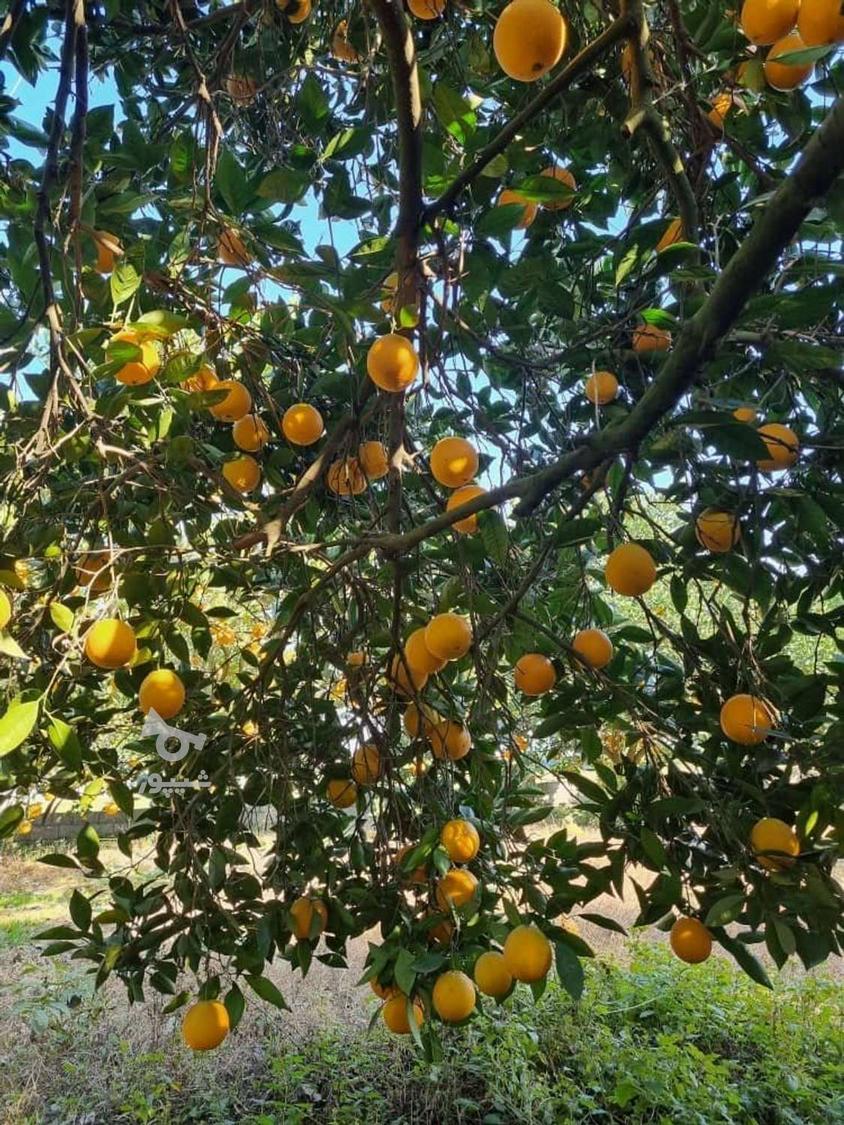 پرتقال تامسون خوش قالب رنگی درجه یک