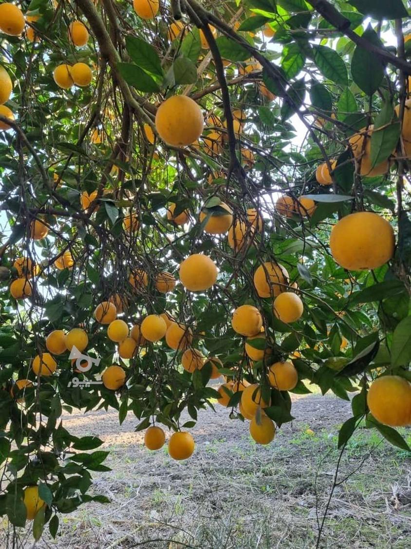 پرتقال تامسون خوش قالب رنگی درجه یک