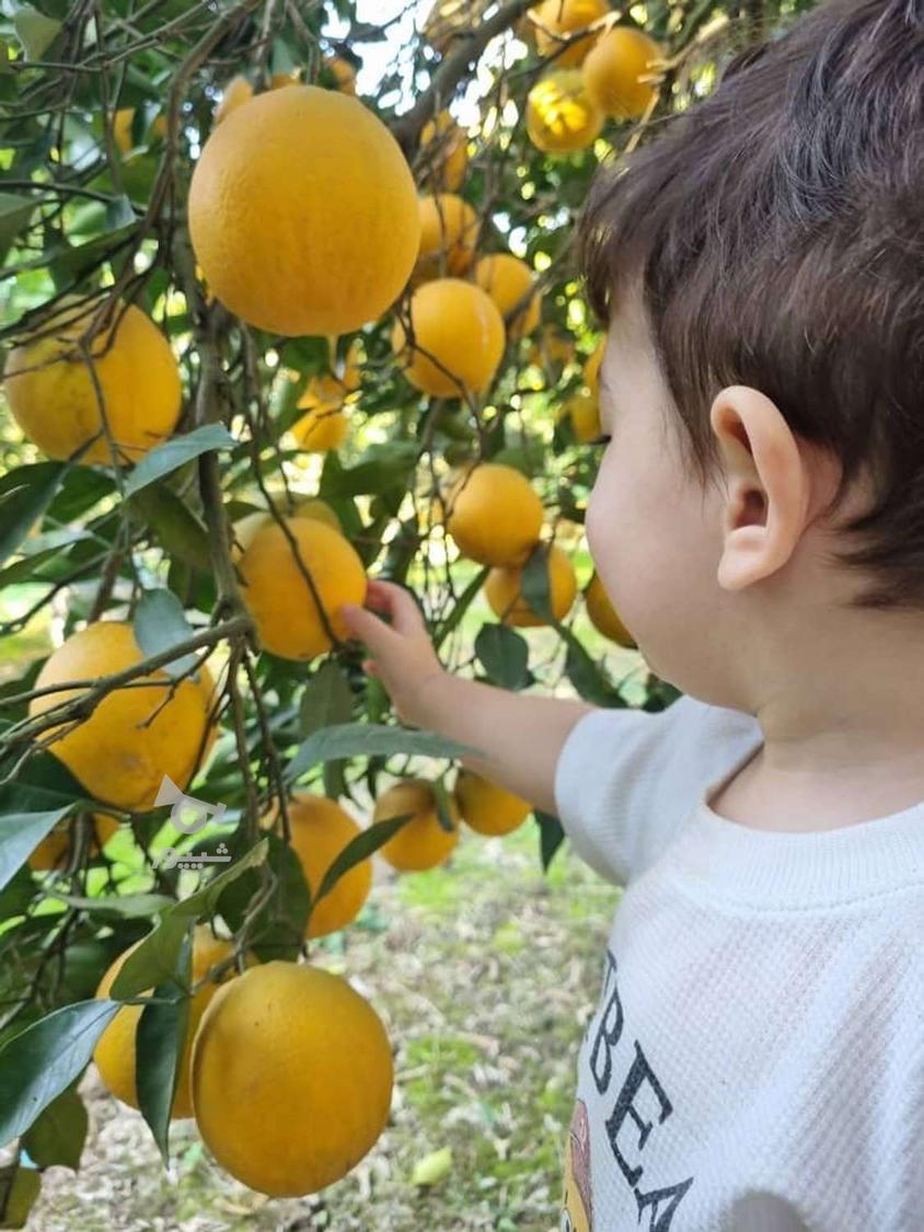 پرتقال تامسون خوش قالب رنگی درجه یک