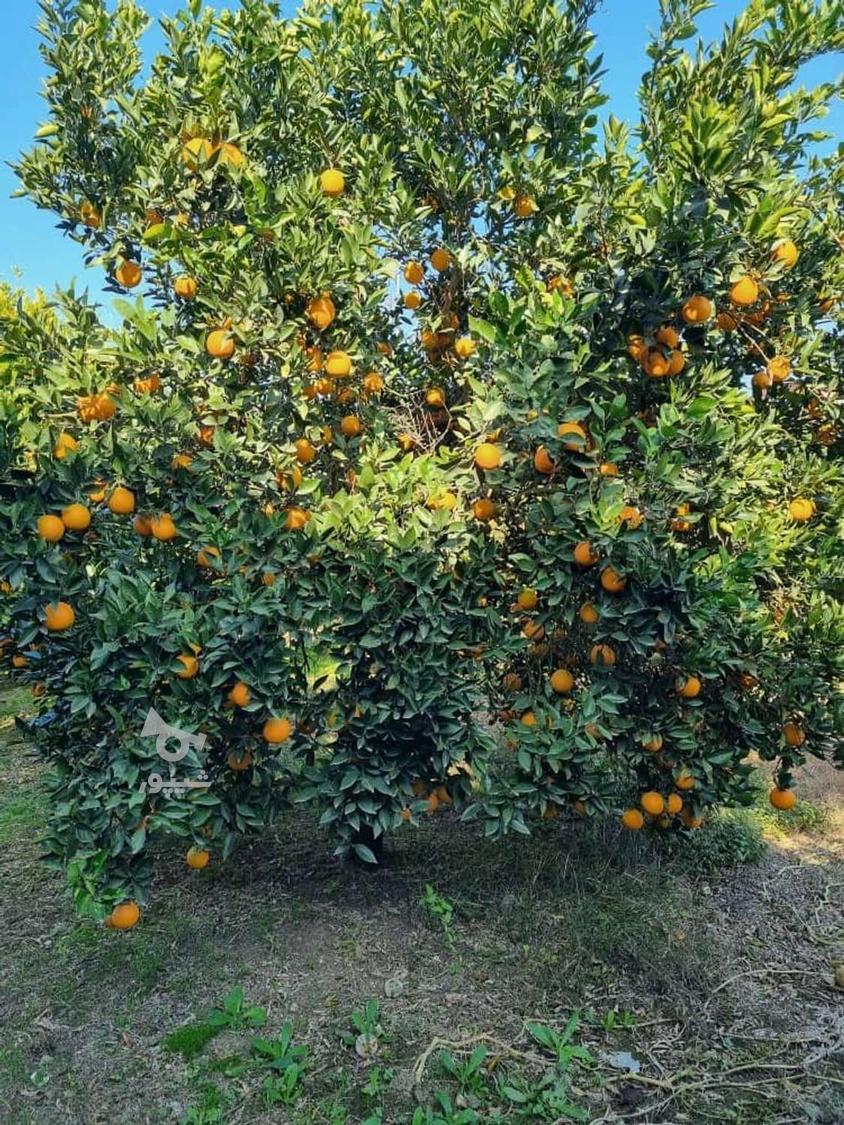 پرتقال تامسون خوش قالب رنگی درجه یک