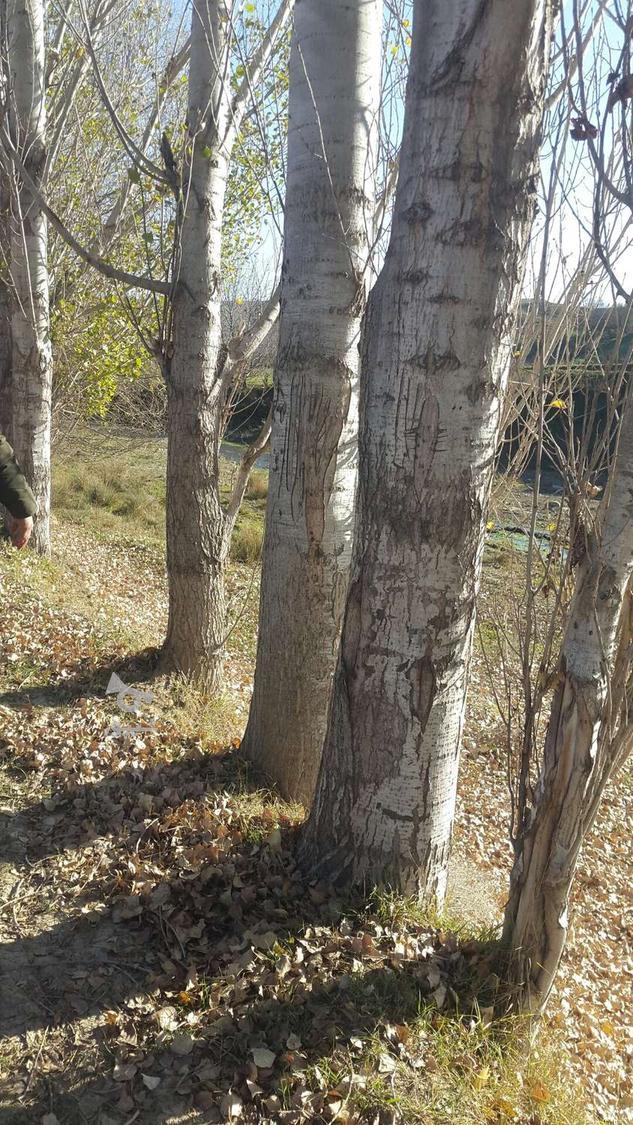 فروش چوب درخت صنوبر 10تن به سفرش مشتری برش