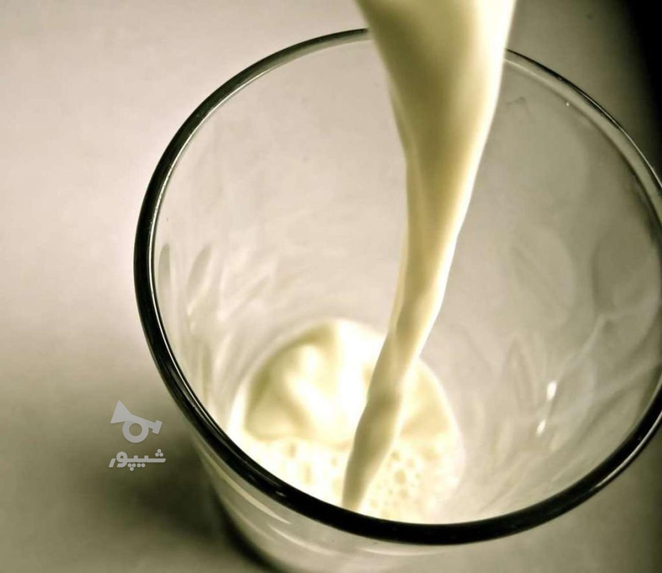 شیر محلی درجه یک