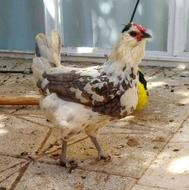 5 عدد مرغ گلین طوسی عتیقه