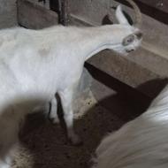 بز سانن شکم دوم سه ماه آبستن