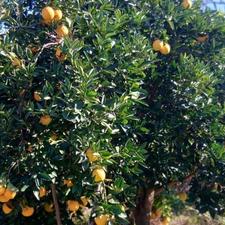 فروش پرتقال