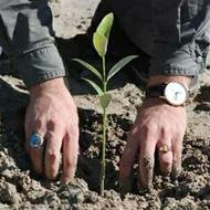 کاشت نهال تبریزی و ....