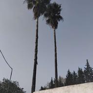 هرس درخت پالم وجنگلی