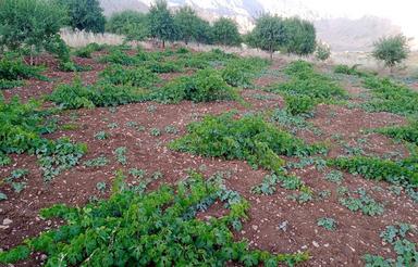 3200 متر باغ بادام