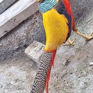 قرقاول بلژیکی.آمریکایی طلایی.سیلور.پاکستانی