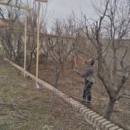 سم پاشی هرس کاری شمشادزنی کود دهی