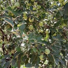 باغ درخت میوه انگور