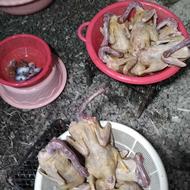 اردک محلی باغی