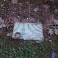 قفس بفروش میرسد.