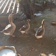 فروش غاز یکی نر و دوتا ماده