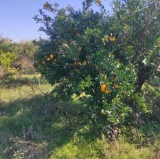 فروش زمین کشاورزی 1000 متر در جاده نظامی