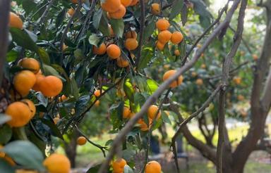 باغ ارطه 1600 متر