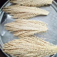 طارونه تازه نخل خرما درجه یک