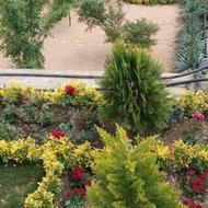 خدمات باغبانی تعویض خاک گلدون