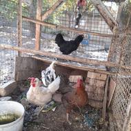 مرغ وخروس عالی به شرط