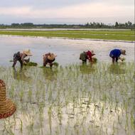 فروش برنج هاشمی سورتینک خورده