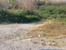 زمین باغ7000متر با صنوبر2ساله در صومعه سرا در شیپور