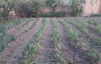 زمین مسکونی و ویلایی