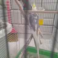 یک جفت عروس هلندی